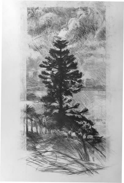 Single Norfolk Pine